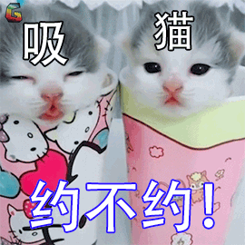 猫咪 猫 萌宠 撩 吸猫 约不约 soogif soogif出品