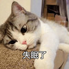 萌宠 喵星人 失眠了 睡不着 呆萌 可爱