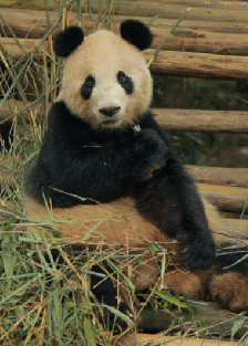 大熊猫 吃竹子 可爱 萌宠