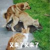 萌宠 猫星人 又来了 怎么办 搞怪 逗