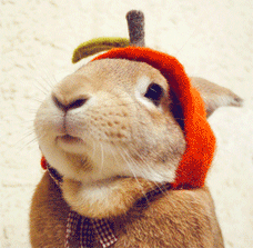 可爱 吃东西 萌 可爱 兔子