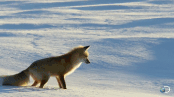 狐狸 跳跃 雪上捕猎 头疼 钻 牛逼