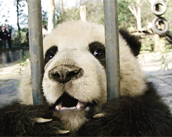 熊猫 放我出去 萌化了 天然呆 动物 panda
