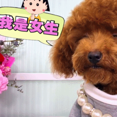 開心我是女生 狗狗 可愛 漂亮