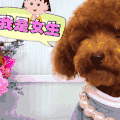 开心我是女生 狗狗 可爱 漂亮