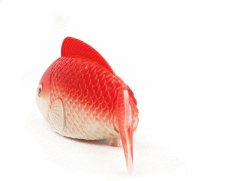 鲤鱼 红色 喜庆 摇尾巴