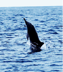 海豚 可爱 跳跃 海面
