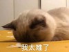 萌宠 猫星人 我太难了 难受 呆萌 可爱