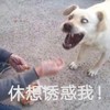 萌宠 汪星人 休想诱惑我 我不吃 你走开 凶巴巴