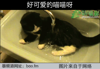 猫咪 洗澡 可爱 萌萌哒