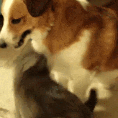 萌宠 狗狗和猫咪 打架