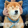 萌宠 汪星人 借助外力 我要控制我自己 呆萌 憨憨