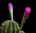 其他gif 植物 高速摄影 唯美 开花 仙人掌 过程