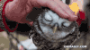猫头鹰 owl