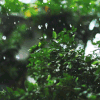 风景 雨 下雨 树