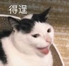 萌宠 猫星人 得逞 开心 搞怪 逗