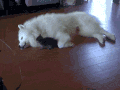 狗狗 猫咪 玩耍 可爱