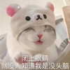 萌宠 喵星人 闭上眼睛 没人知道我没头脑 憨憨 呆萌
