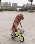 狗狗 骑自行车 可爱 呆萌 搞笑