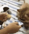 猫咪 吃东西 可爱 萌萌哒