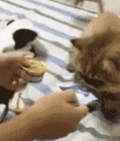 猫咪 吃东西 可爱 萌萌哒