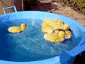 鸭子 游玩 游水 可爱