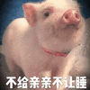 亲亲 猪 睡觉 搞怪 可爱