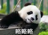 萌宠 熊猫 略略略 吐舌头 呆萌 可爱