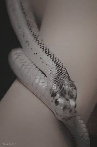 蛇  胳膊  缠绕  吐信子
