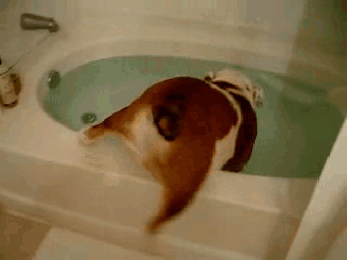 洗澡 小狗 可爱 浴池