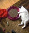 喵星人 猫咪 可爱 萌宠