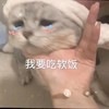 萌宠 猫星人 我要吃软饭 开心 呆萌 可爱