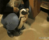 企鹅 penguin