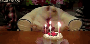 生日 生日快乐 猫 蛋糕