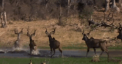 动物 成群结队 掠食动物战场 纪录片 羚羊 渡河