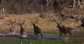 动物 成群结队 掠食动物战场 纪录片 羚羊 渡河