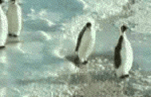 企鹅 走路 损友 拍下水