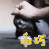 猫咪 乖巧 soogif