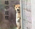 暗中观察 狗