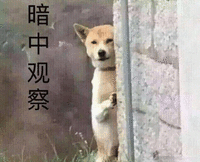 暗中观察 狗