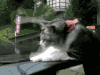 猫咪 搞笑 雨刷 吓一跳