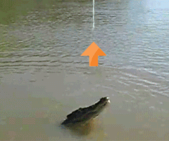 Reddit 诱惑 狩猎 鳄鱼 跳跃的 动物 支持
