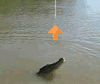 Reddit 诱惑 狩猎 鳄鱼 跳跃的 动物 支持