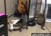 猫猫 可爱 玩耍 转圈