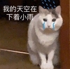 萌宠 喵星人 我的天空在下着小雨 我好伤心 可怜 委屈