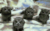 猫头鹰 集体卖萌 baby 坐 owl