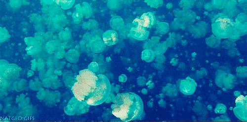 水母 集体 蓝色 大海