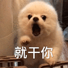 萌宠 狗 汪星人 就干你 生气