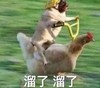 萌宠 猫星人 溜了溜了 走了 呆萌 可爱