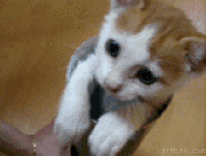 猫猫 纸筒 小巧 可爱